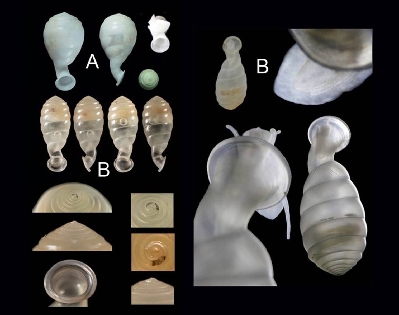 Detalles de la concha de G. darwini (A) y de la concha y animal vivo de G. nunezi, especie nueva, 11,8 x 5,25 mm (B).